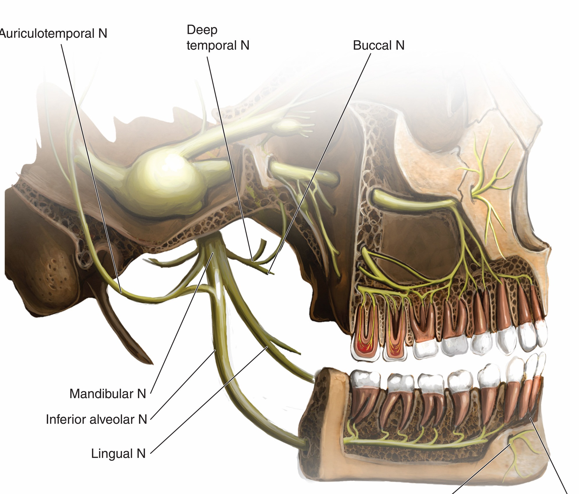 Trigeminal nerve and gasserian ganglion.jpg